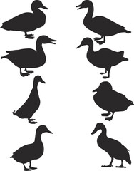 Beautiful Duck Silhouette Vector Art,Icon