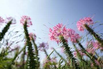 spider flower, Cleome pink flower