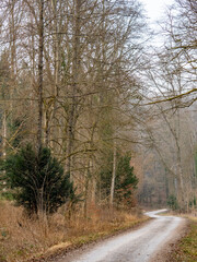 Waldweg im Winter