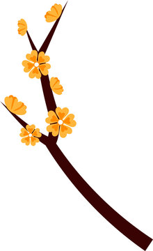 yellow blossom Apricot branch