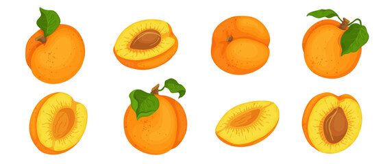 Set of juicy, ripe apricot fruits and pieces of summer fruit.Vector graphics.