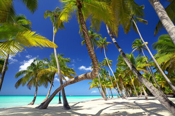 Palmen im Paradies am Strand