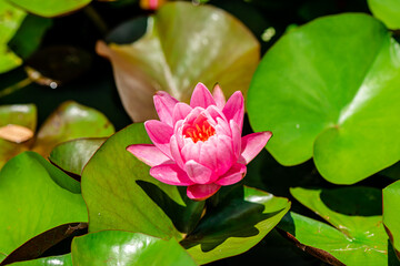 Pink Lotus Flower background in the pond