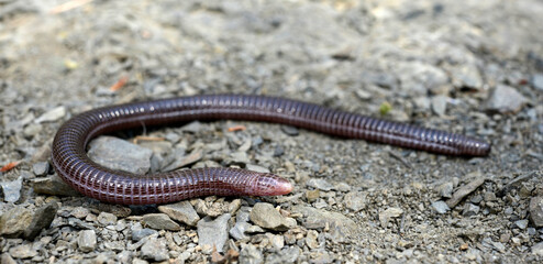 Türkische Netzwühle // Turkish worm lizard (Blanus strauchi) - Dadia, Türkei
