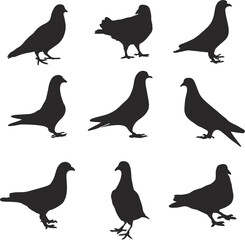 Pigeon Stock Illustrations Vector Art.