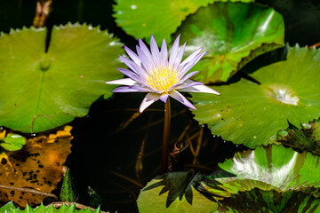 Purple Lotus Flower background in the pond