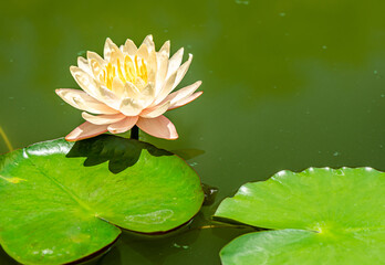 White Yellow Lotus Flower background in the pond