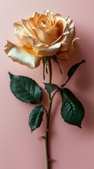 tender golden rose on a pink background, Valentine's Day, banner, copy space