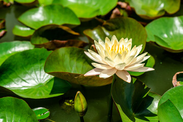 White Yellow Lotus Flower background in the pond