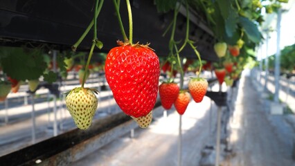 イチゴ狩りのイチゴ