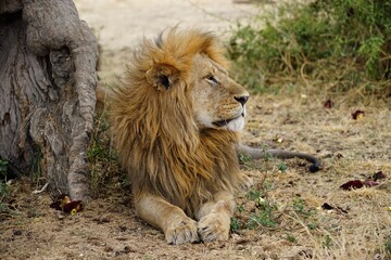 african wildlife, male lion