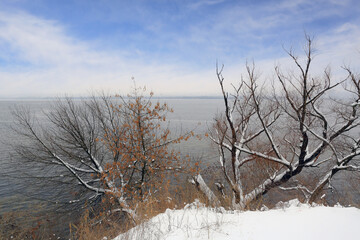 winter tress on lake shore - 709925893
