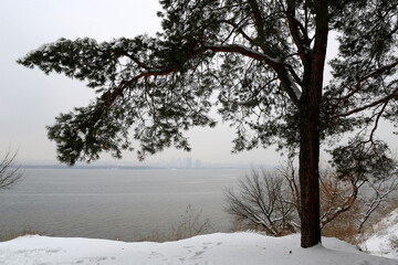 pine tree on winter lake shore - 709926221