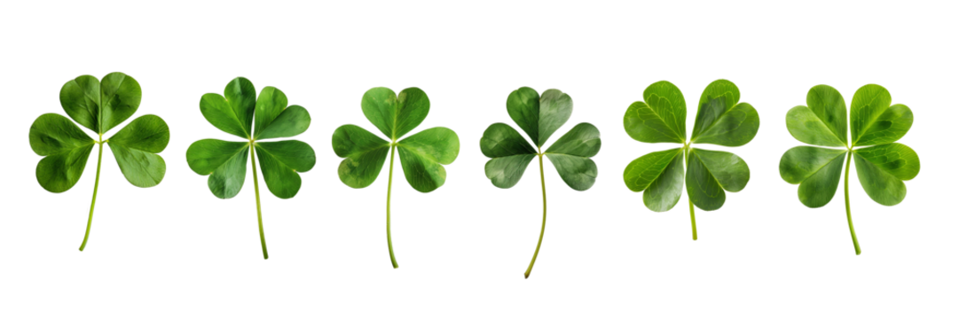 Collection set, photo of green lucky clover and shamrock isolated on white or transparent background, Saint Patrick day celebration symbol, png cut out