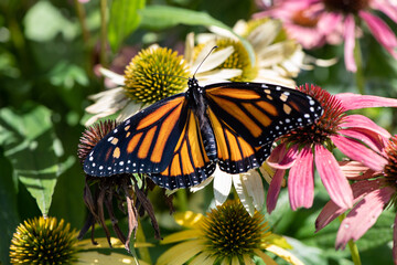 monarch in Echinacea