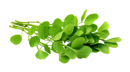 Bunch of Moringa Oleifera or sonjna over, Isolated on transparent PNG background, Generative ai