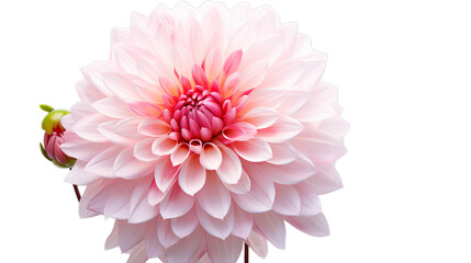 illustration of beautifull flower Deliya, Isolated on transparent PNG background, Generative ai