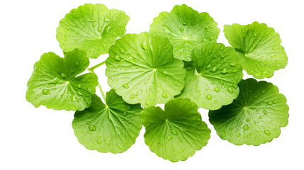 Close centella asiatica leave with rain drop, Isolated on transparent PNG background, Generative ai