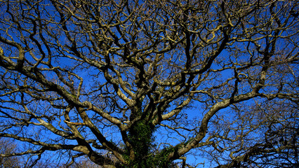 A beautiful old tree in the morning, golden light.