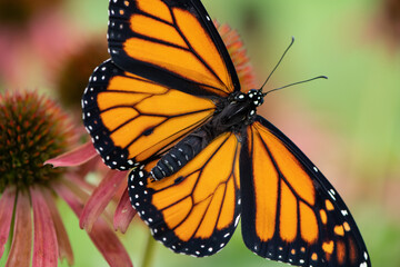 monarch on pink Coneflower
