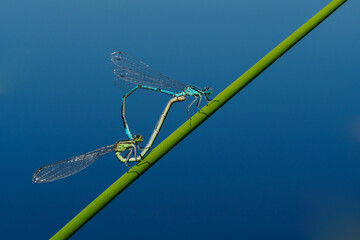 Damselflies (Eurasian Bluets) mating on a branch of rushes