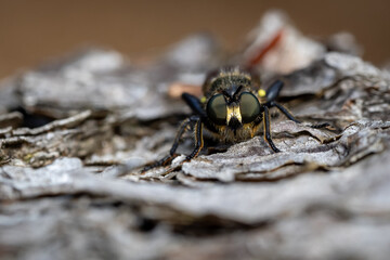 Robber fly sitting on bark watching into the camera