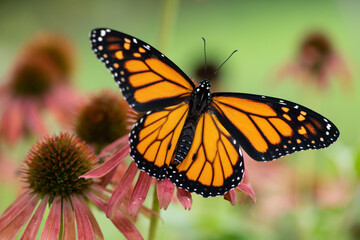 Fototapeta na wymiar monarch on pink Coneflower