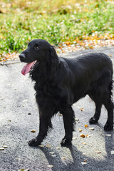 Portrait of black flat-coated retriever walking and playing in the autumn park, purebred dog against the backdrop of urban nature