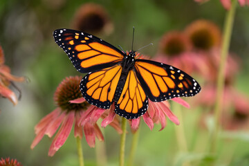 monarch on pink Coneflower