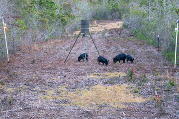 Wild Feral Hogs foraging at a game  corn feeder at dusk. Wild hogs are an invasive species causing damage to property and other animals in Southeastern Texas, deer feeder, corn feeder © gchapel