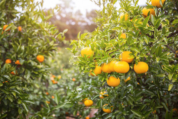 Fresh yellow tangerines on a tree in the tangerine farm at Seogwipo-si, Jeju-do Island, South Korea