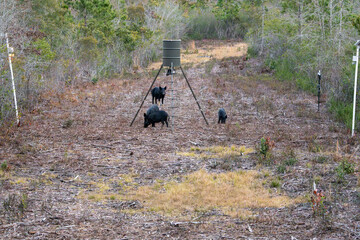 Wild Feral Hogs foraging at a game  corn feeder at dusk. Wild hogs are an invasive species causing...