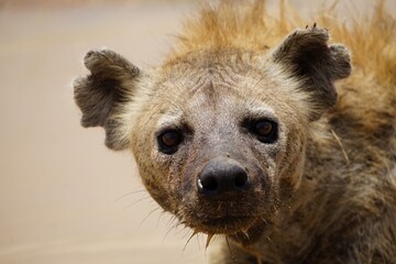 african wildlife, hyena in puddle
