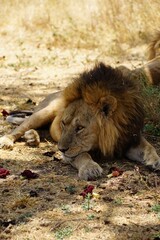 african wildlife, male lion