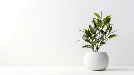 Foto op Canvas a potted plant in a stylish vase against a flawless white background, captured in high definition. © Khan