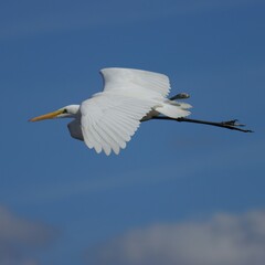Amazing Will to Adapt Overcome and Survive One Legged Wounded Warrior Great White Egret in Flight 