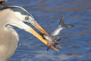 Great Blue Heron with a Fresh Fish Catch Paynes Prairie Florida Gainesville