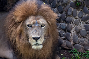 close photo of a African lion