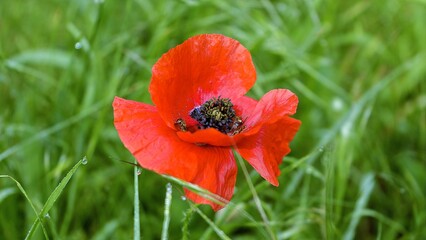 Red poppy in a field in spring