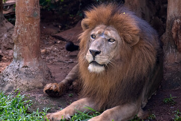 close photo of a African lion