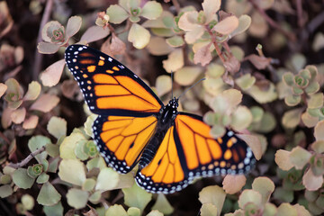 monarch butterfly on flower