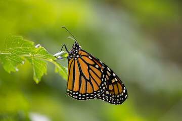 butterfly on leaf