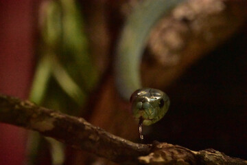 Green Arboreal Snake With its Tongue Out