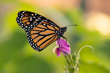 monarch butterfly on a pink flower