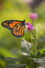 Fototapeta na wymiar monarch butterfly on a pink flower