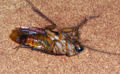 Adult American Cockroach of the species Periplaneta americana. At night on the kitchen floor.