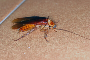 Adult American Cockroach of the species Periplaneta americana. At night on the kitchen floor.