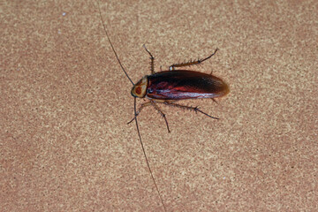 Adult American Cockroach of the species Periplaneta americana. At night on the kitchen floor.