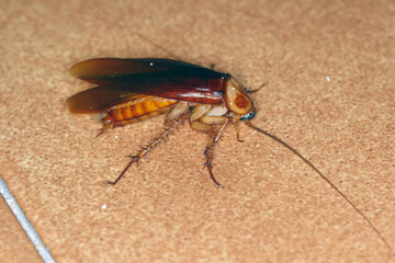 Adult American Cockroach of the species Periplaneta americana. At night on the kitchen floor.