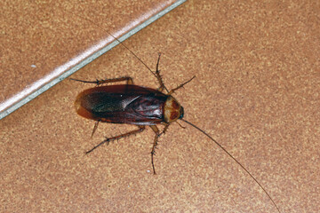 Adult American Cockroach of the species Periplaneta americana. At night on the kitchen floor.